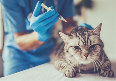 Wie oft eine katze geimpft werden muss, darüber gibt das unten angeführte impfschema auskunft. 34 HQ Images Kitten Wann Impfen - Katzenseuche Im Tierheim ...