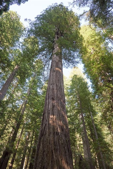 One Tall Giant Redwood Tree In Northern California Stock Image Image