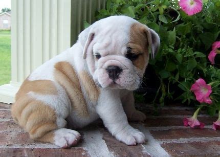 Miniature english bulldogs are also known as teacup bulldogs and are a smaller version of the english bulldog from which they are descended. Mini Bulldog Puppies | Image of English miniature bulldog ...