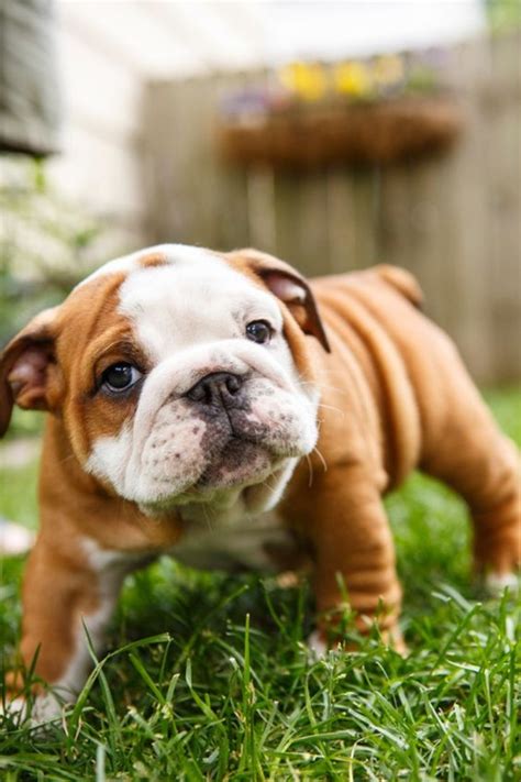 Cute Overload Adorable English Bulldog