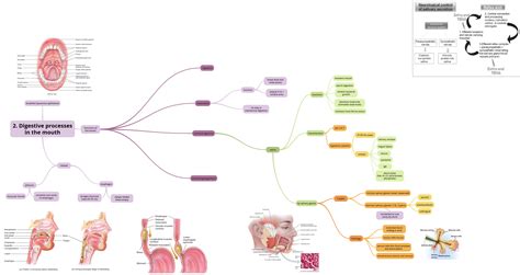 Digestive System Mind Map Digestive System Mind Map