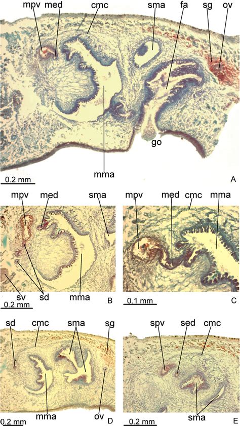 Difroehlichia Elenae Sp Nov Holotype Copulatory Apparatus In