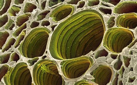 View Under Scanning Electron Microscope Xylem Plant Cells Natural