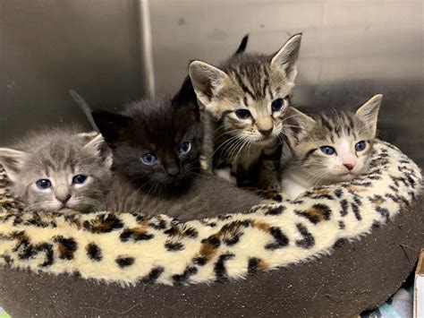 Jacksonville Humane Societyfree Kitten Adoptions In Town Center 1228