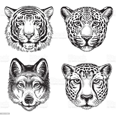 Check spelling or type a new query. Sketch Of Wild Animal Faces Stock Illustration - Download Image Now - iStock