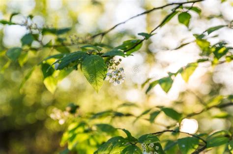 Blossoming Tree With White Flowers In Spring Morning Light Stock Image