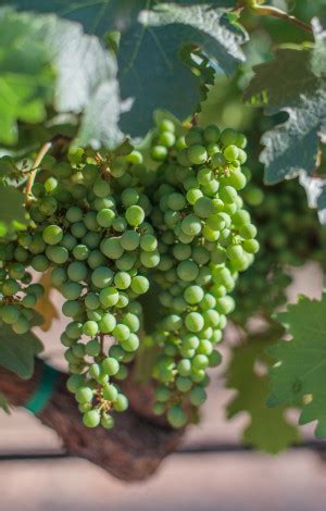 Check spelling or type a new query. Wine Country Road Trip: Sonoma | Williams-Sonoma Taste