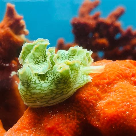 Special 2 Pack Lettuce Nudibranch Alyssas Seahorse Savvy