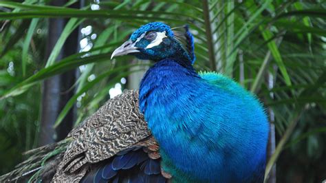 Beautiful Indian Blue Peacock High Definition Bird Wallpaper | HD ...