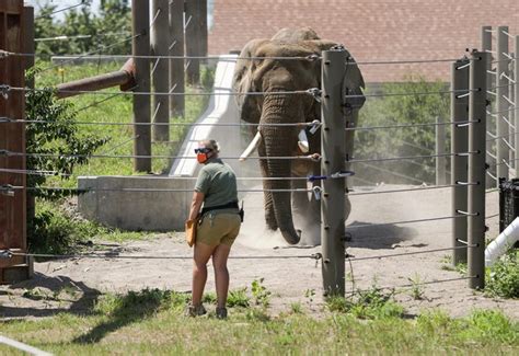 Indianapolis Zoo Elephants Died They May Help Save Others