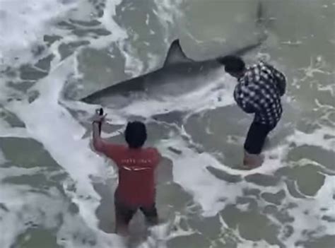 Great White Shark Caught In The Gulf Off Northwest Florida Could They
