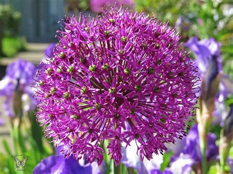Allium Giganteum From Your Friendly Swallowtail Garden See Flickr