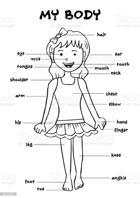 My Body Educational Info Graphic Chart For Kids Showing