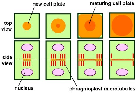 Cell Plate The Definitive Guide Biology Dictionary
