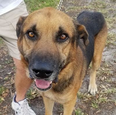 The bond is forfeited if the sterilizing is not done as. CLIFFORDHASAHOME - Southwest Florida German Shepherd ...
