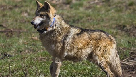 Arizona Lawmakers Want Control Of Endangered Mexican Gray Wolves