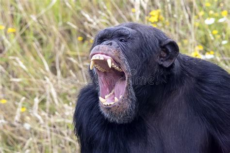 Screaming Aggressive Wild Chimpanzee Primate Stock Image Image Of