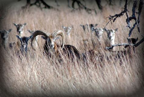 Mouflon Sheep Hunting In The Texas Hill Country Von Netzer Ranch