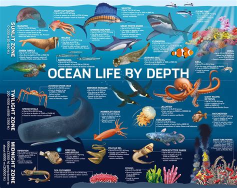 5 The Ocean Supports A Great Diversity Of Life And Ecosystems