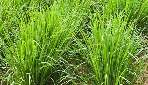 Lemongrass Plant Essential Oil Uses And Potential Health Benefits