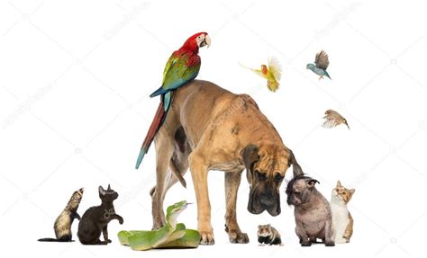 Group Of Pets Together Isolated On White Stock Photo By ©lifeonwhite