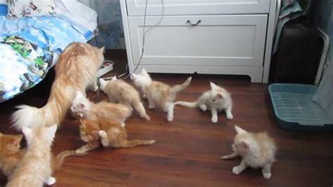 Watch Mother Cats Epic Fail Send Her Litter Of Frightened Kittens