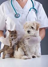 Photos of Doctor For Pets
