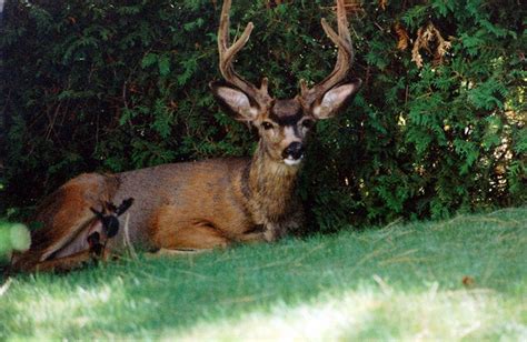 Protect Your Landscape From Invasive Deer With These Easy Tips