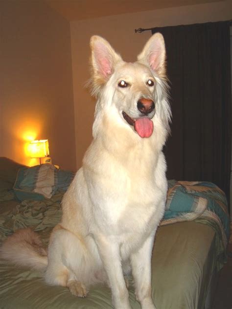 Long Coat White German Shepherds