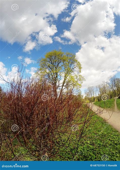 Bushes In The Field With Naked Branches In The Early Spring Stock Photo