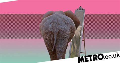 Scientists Reveal Sexual Secrets Of Elephants Whose Penises Turn Green In Mating Season