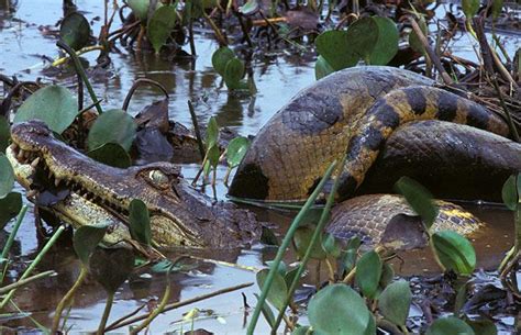 Sedikit info buat anda jika berhadapan dengan ular sawa: RINGAN KEPALA: Ular Sawa makan Buaya sampai terburai perut