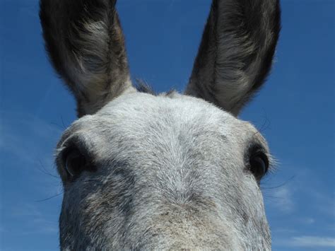 Wild Burro Face Free Stock Photo Public Domain Pictures