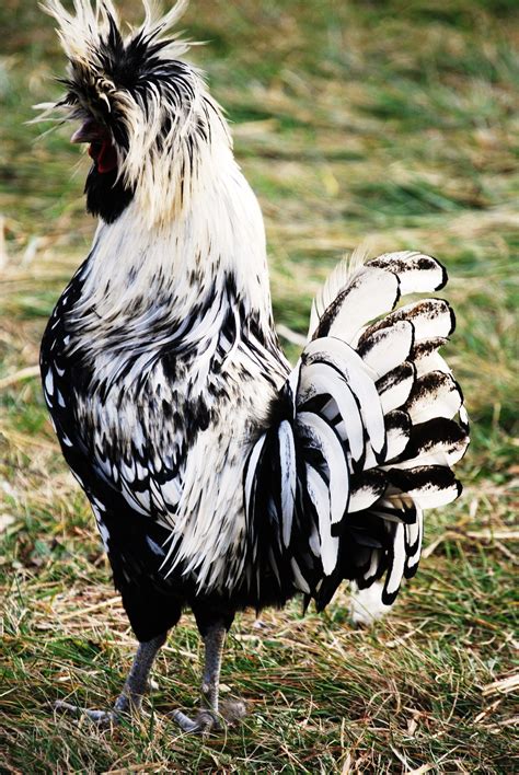 Silver Laced Polish Rooster Probably The Most Beautiful Chicken Ive