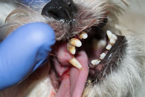 7 Signs Of Dog Dental Problems That Need To Be Addressed Stat