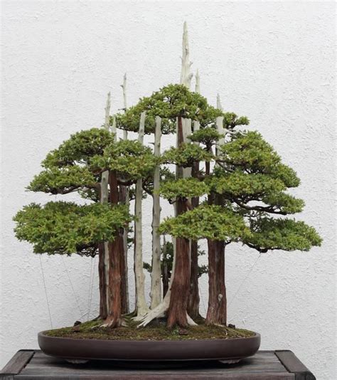 Bonsai Miniature Trees A Visual Little Miracle By Japanese Art