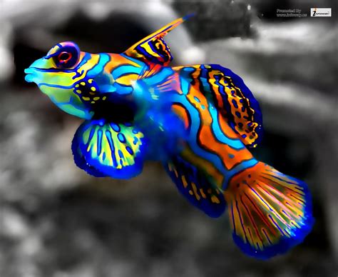 Mandarin Fish Wallpaper Mandarin Fish Wallpaper Flickr