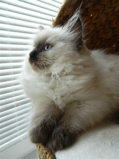 Seal Colorpoint Ragdoll Cat This Is My Favorite Ragdoll Coloring