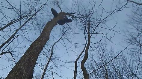 Authentic Barefoot Tree Climbing Youtube
