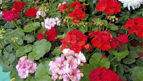If it's g we have you covered. Geraniums and Pests | Garden Guides