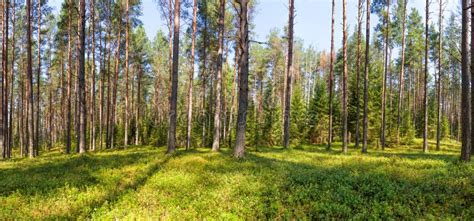 Summer Pine Forest Panorama Stock Photo Image Of Spruce Sunlight