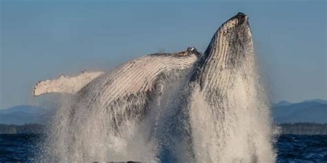 Whales Annual Migration Is Underway Off Australias East Coast The Canberra Times