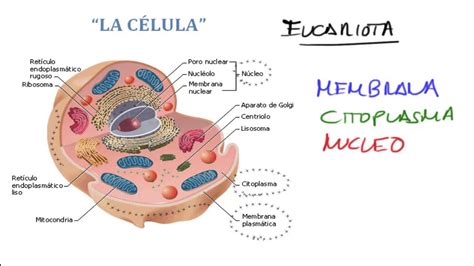 La Celula Estructura Y Funcionamiento Celular Biologia Youtube