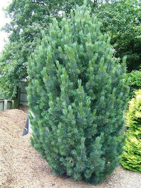 Pinus Cembra Glauca Fastigiata Singing Tree Gardens Nursery