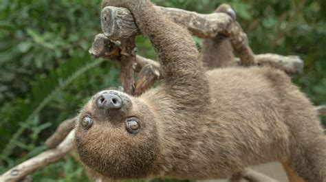 Why Sloths Are So Slow Scientists Weigh In Mudfooted
