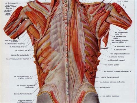 Posterior Rib Cage Muscles Muscles Of Respiration Physiopedia The My