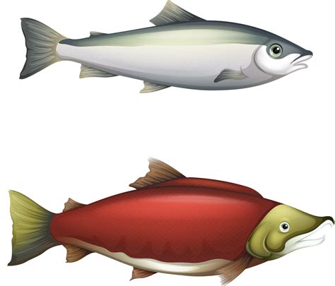 Salmon clipart seafish, Salmon seafish Transparent FREE for download on WebStockReview 2021