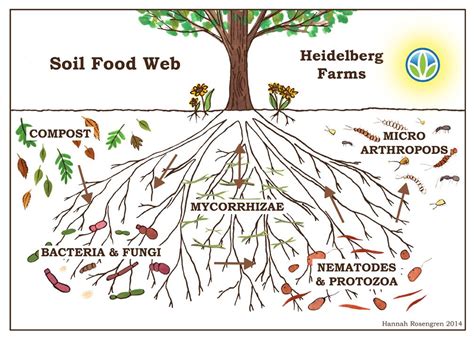 The illustration above is known as the soil food web. elaine ingham soil food web - Google Search | Permie Stuff ...