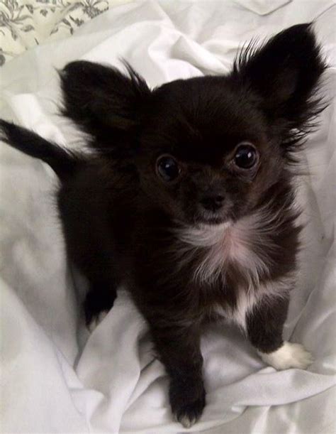 69 Black And White Long Hair Chihuahua Puppies Pic Codepromos