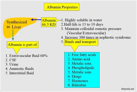 How To Improve Albumin Levels Plantforce21